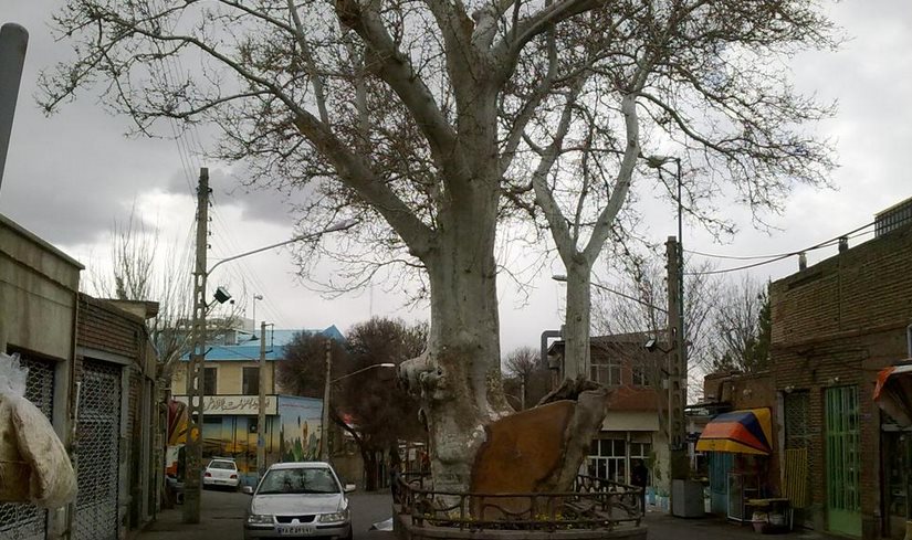 درختی که در فهرست آثار ملی ثبت شد