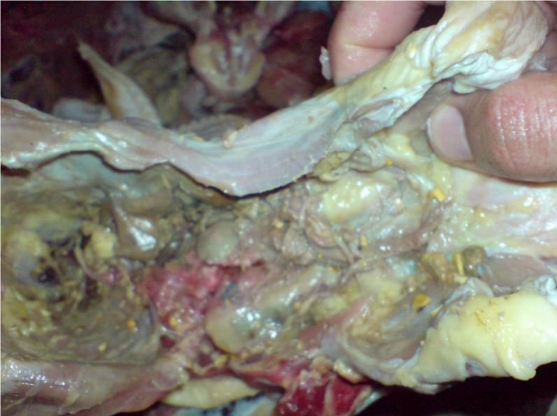 1410958109710_35551342779971007300