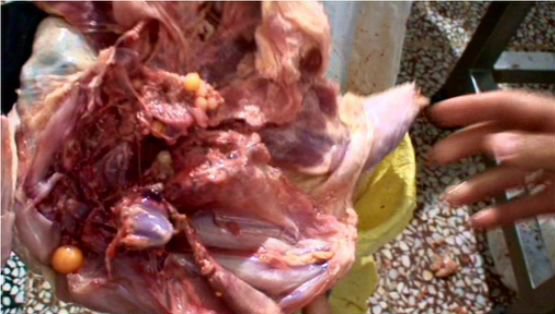 1410958110568_44498354765396344647