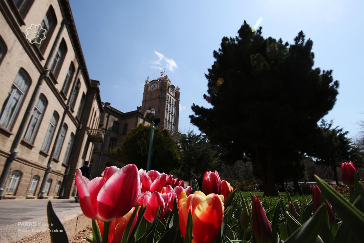 تبریز لاله باران شد/ کاشت دو میلیون لاله در تبریز