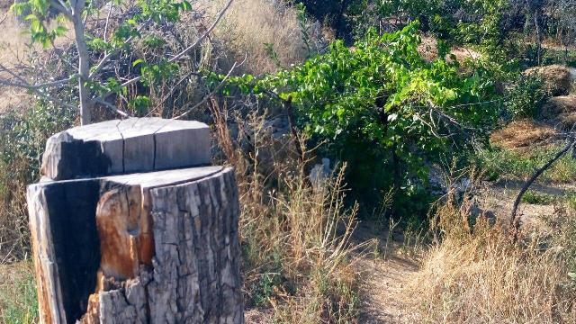 قلع و قمع درختان در روستای  سیه سران هادی‌شهر + تصاویر