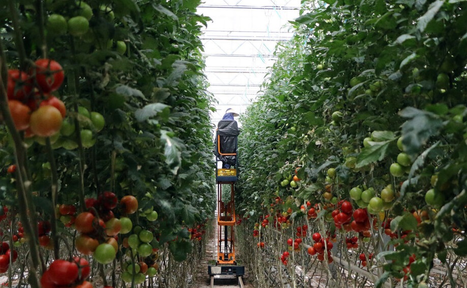 بازدید مدیران جهاد کشاورزی آذربایجان شرقی از بزرگترین مجتمع گلخانه ای خاورمیانه