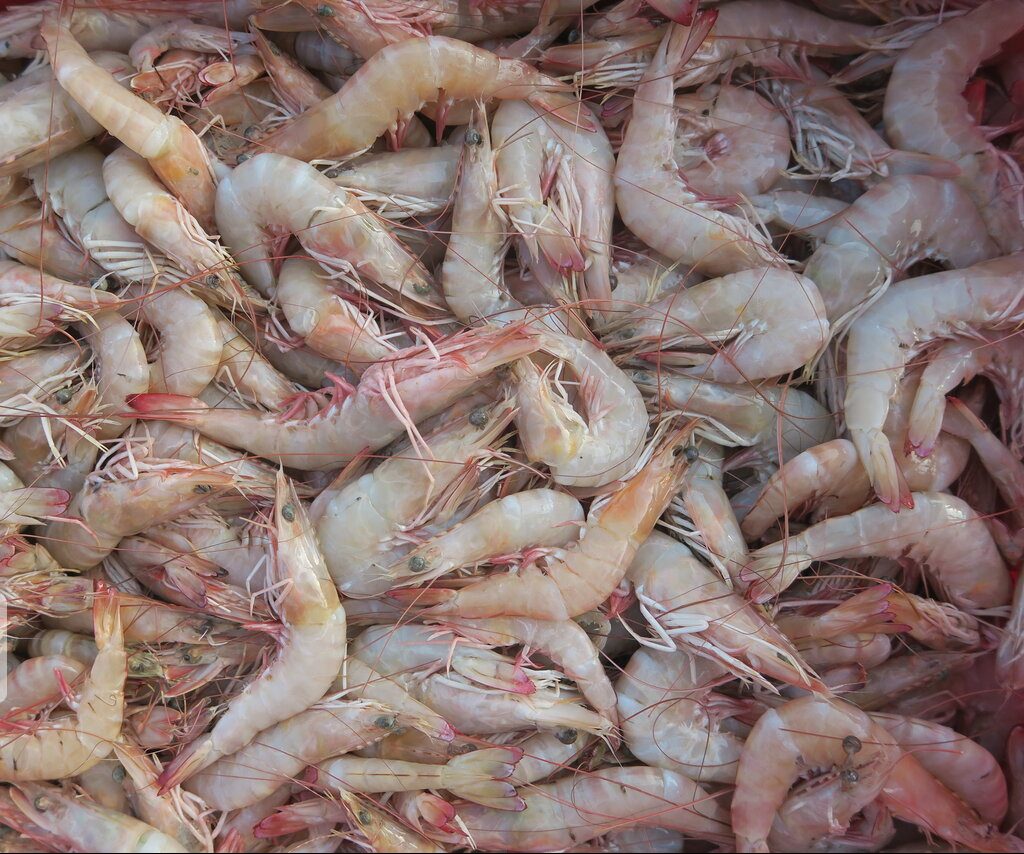 صادرات 150میلیون دلاری میگوی پرورشی در سال جاری