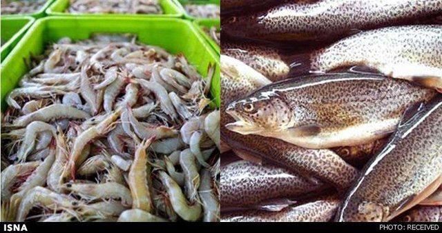 افزایش ۸ درصدی تولید آبزیان در آذربایجان شرقی