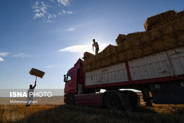 جزئیاتی از واردات «گندم» قبل و بعد از حذف ارز ۴۲۰۰