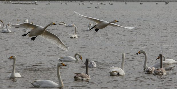 شکار قوها در مازندران از شایعه تا واقعیت