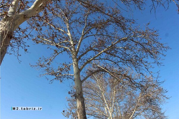 حکایت باغ شهر تبریز با احیای درختان چنار بار دیگر روایت می‌شود