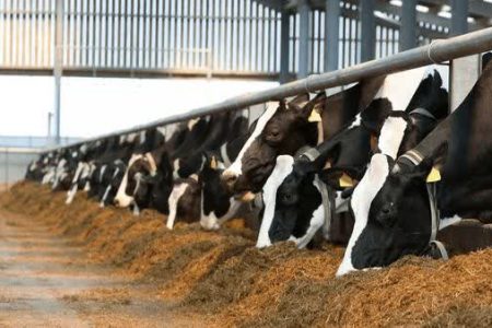 آذربایجان شرقی بیش از ۷ میلیون واحد دامی دارد