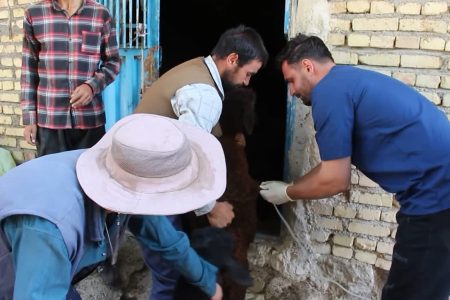 آغاز گسترده واکسیناسیون تب برفکی در آذربایجان شرقی